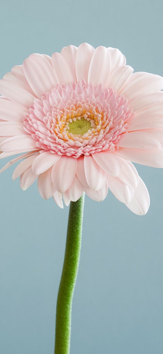 gerbera, petals, flower, macro, pink