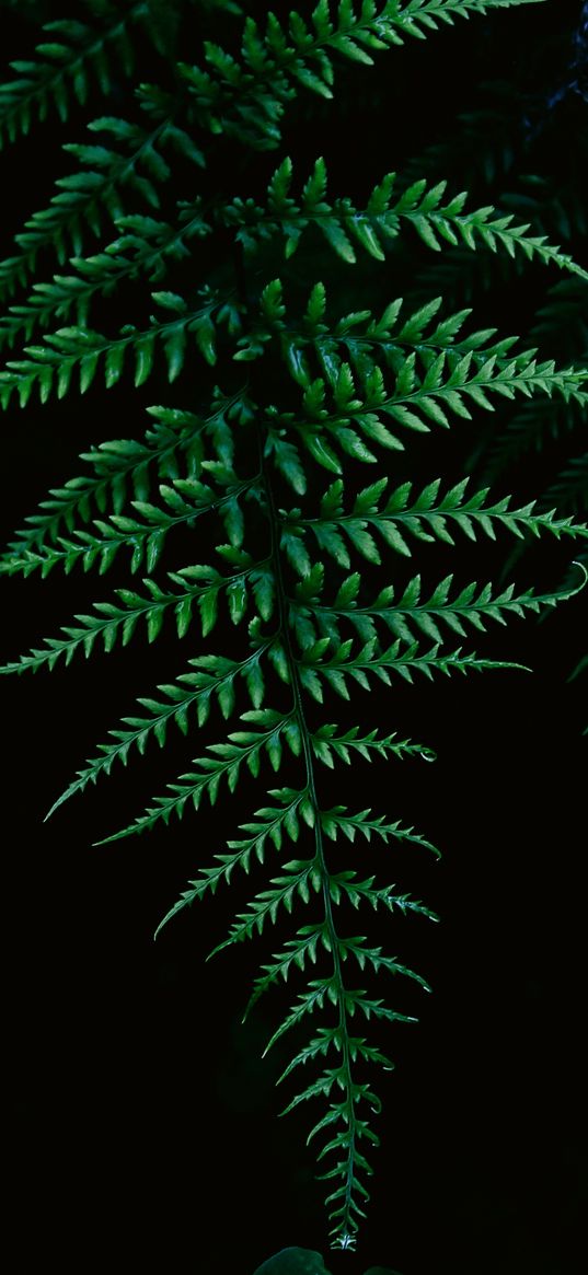 fern, greenery, leaf, macro