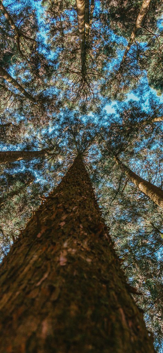 trees, trunks, bottom view, branches