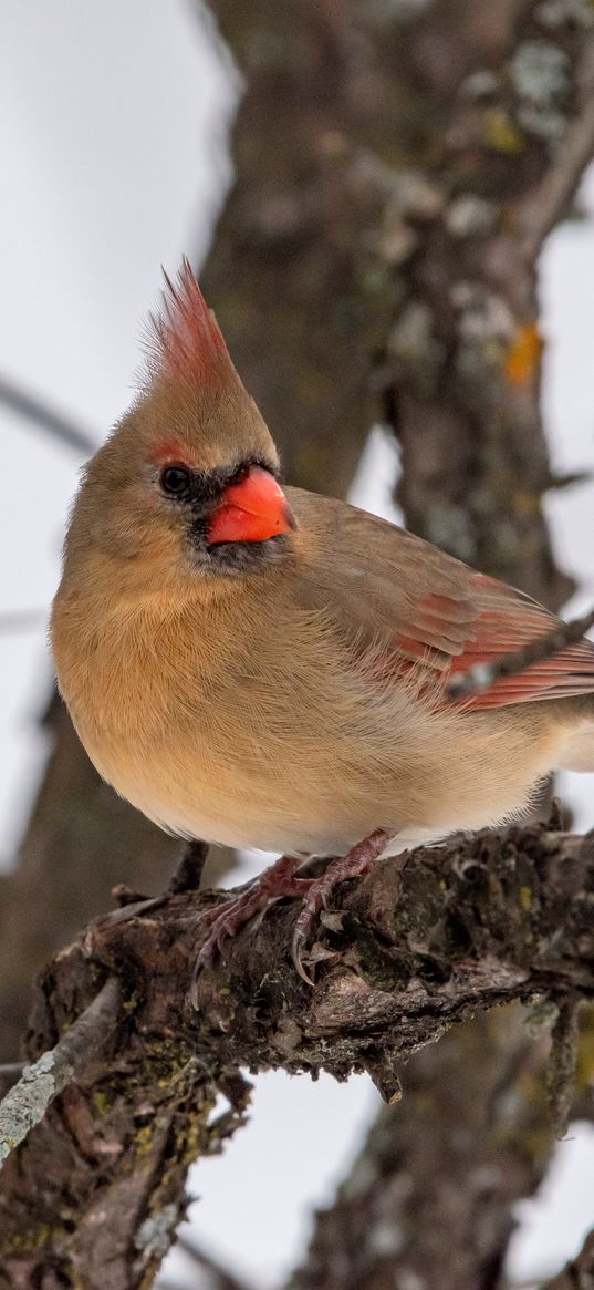 red cardinal, bird, branch, winter