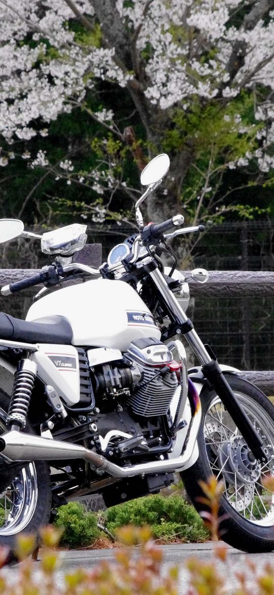 moto guzzi v7, moto guzzi, motorcycle, bike, white