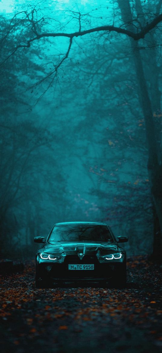 car, road, trees, branches, leaves, autumn