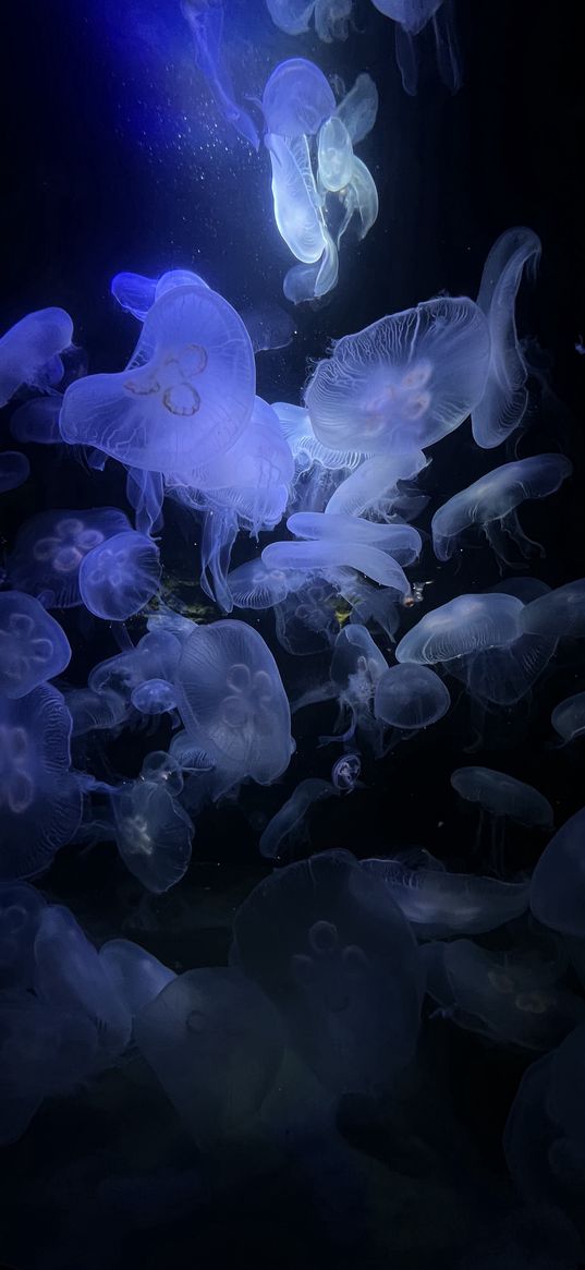 sea, jellyfish, sea creatures, transparency, dark