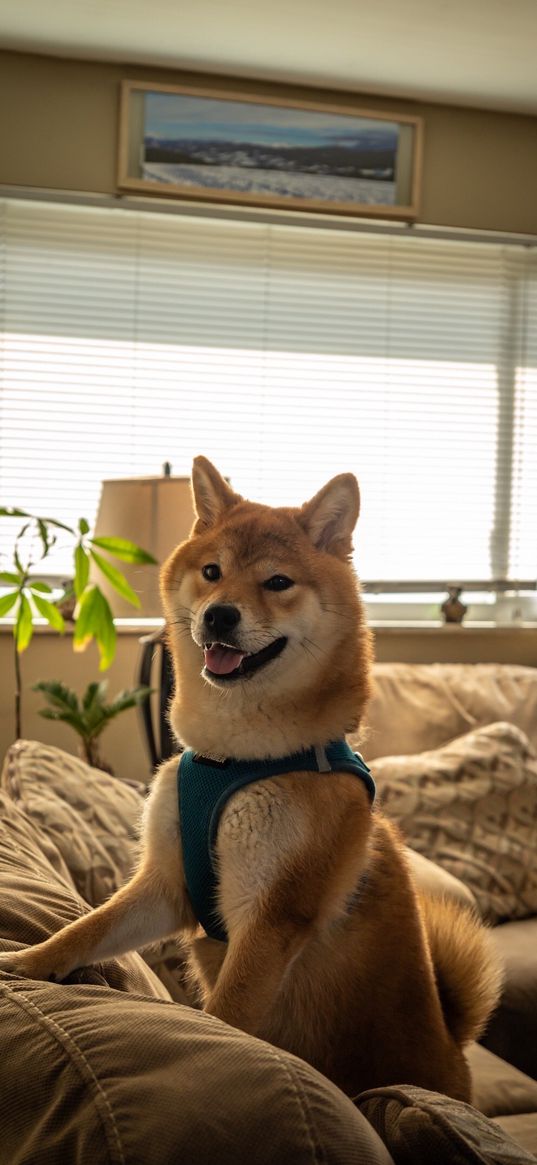 dog, shiba inu, room, plant, sofa, bright, pet