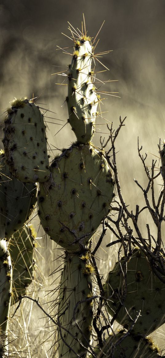 cactus, needles, macro, blur