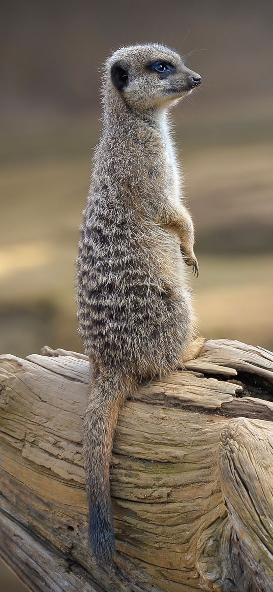 meerkat, animal, tree, log