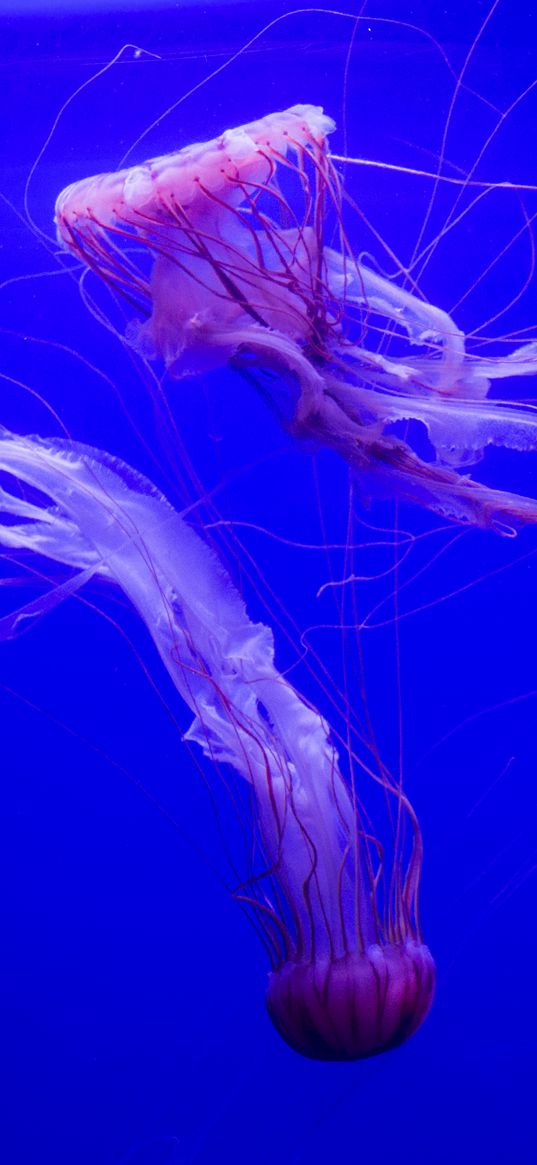 jellyfish, tentacles, underwater, blue background