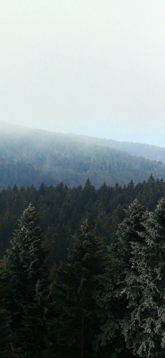 forest, cold, trees, fog