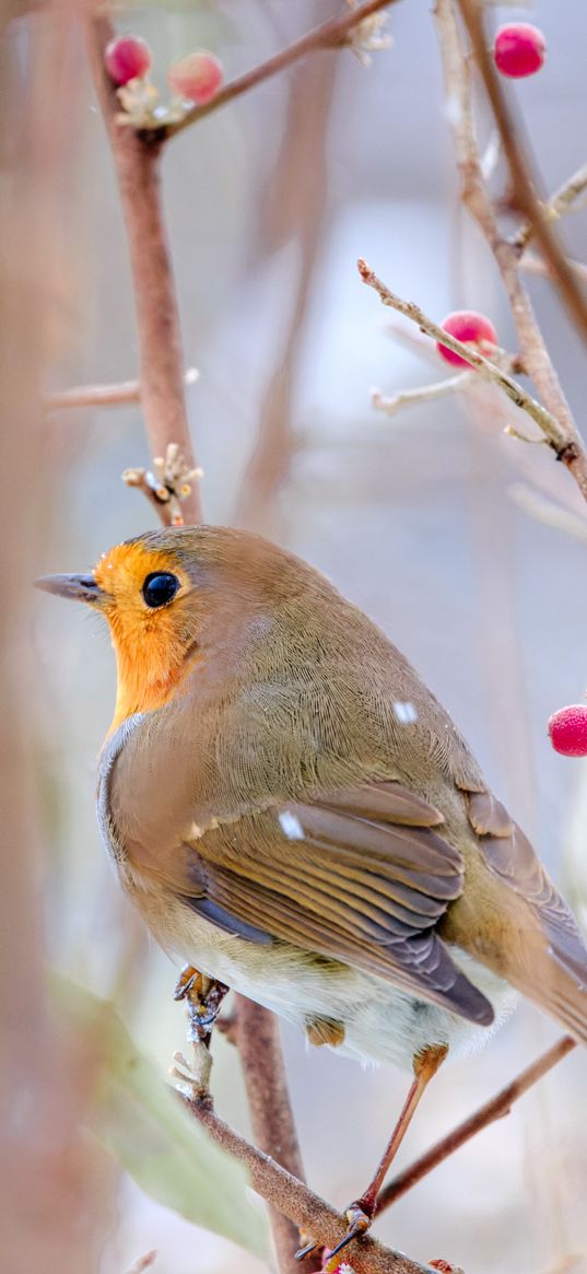 robin, bird, branch, wildlife, blur