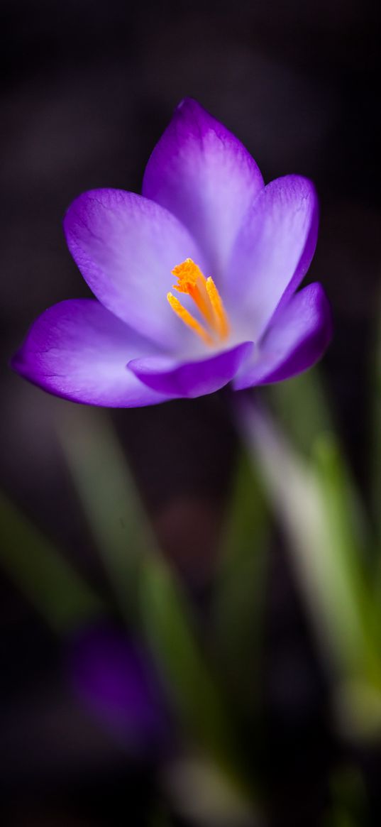 crocus, petals, pollen, flower, macro, spring