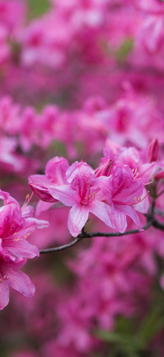 azalea, flowers, branch, pink, spring