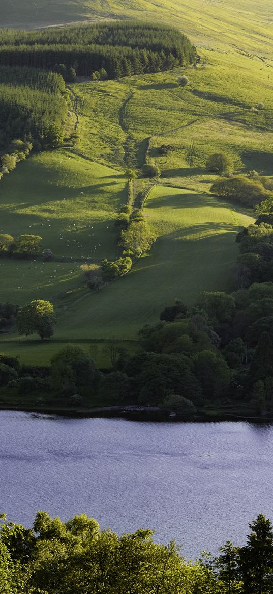 meadow, trees, grass, river, nature