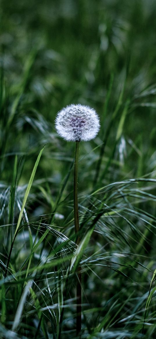 dandelion, flower, fluff, grass, greenery