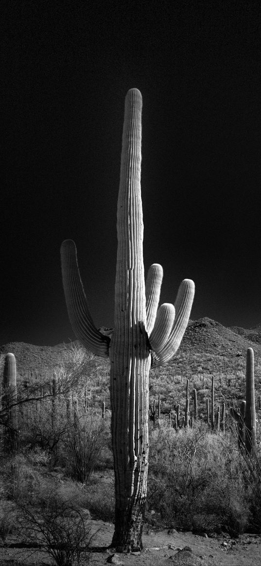 cactuses, bushes, hills, black and white