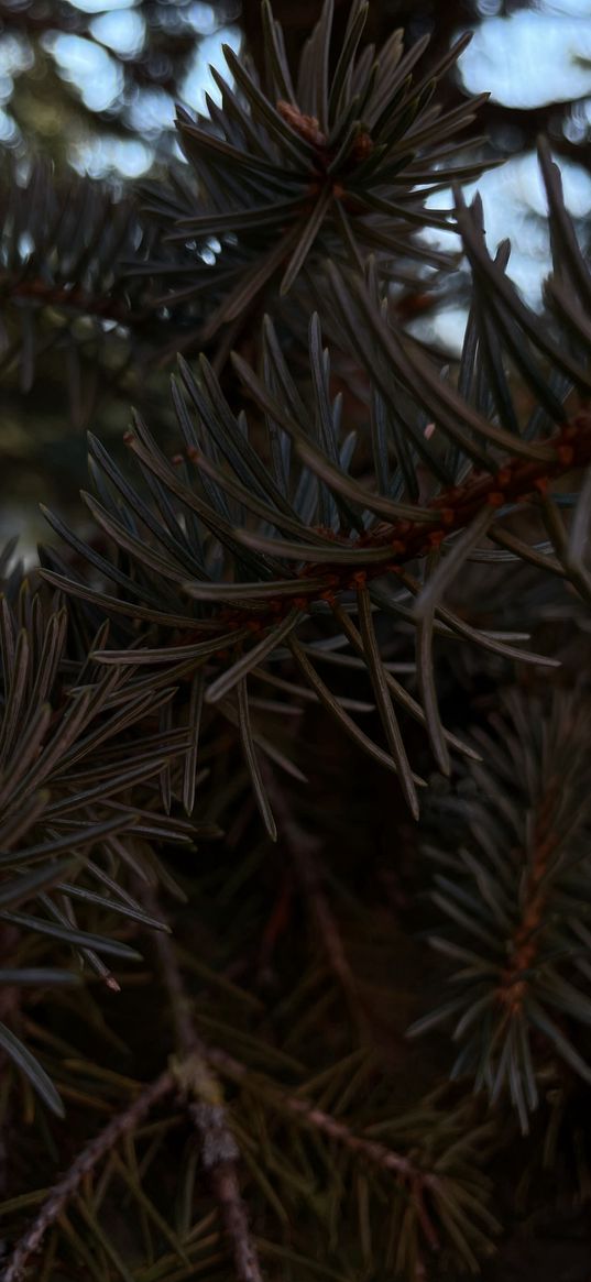 spruce, branches, needles, nature