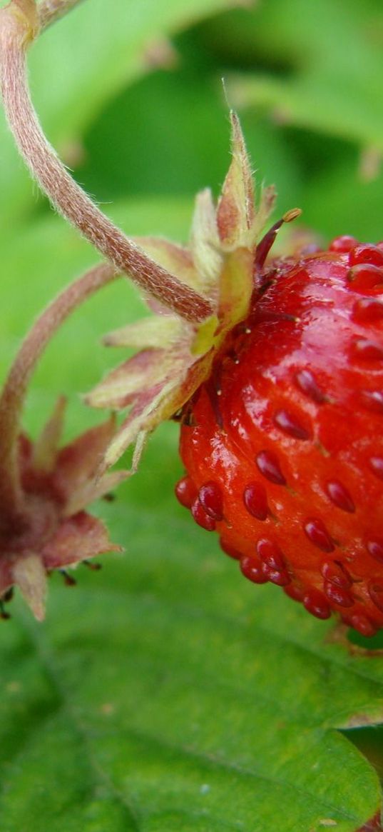 strawberries, wild berries, leaves, ripe