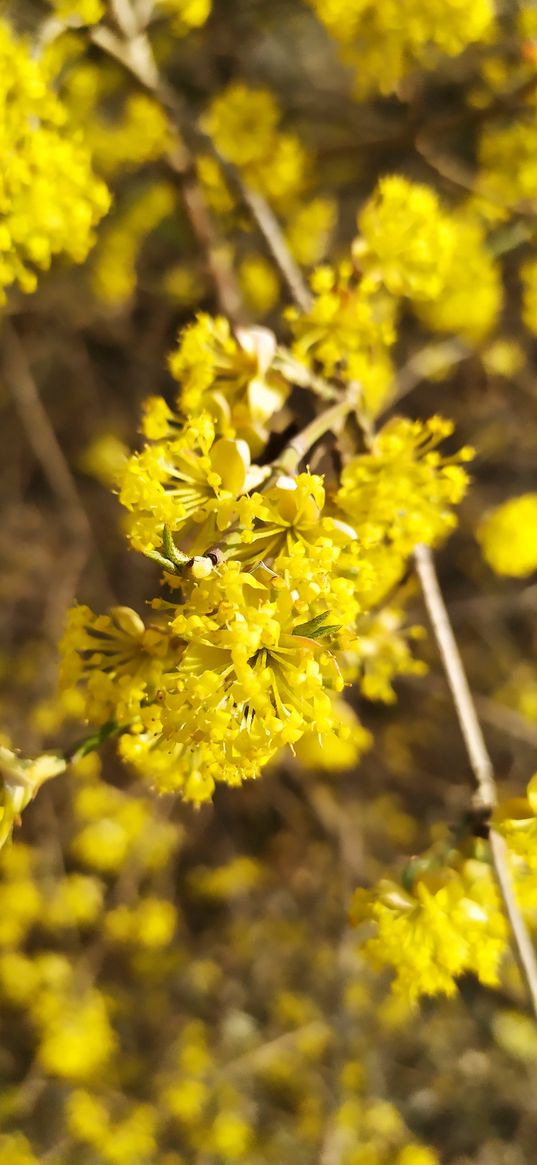 dogwood, flowers, yellow, branch