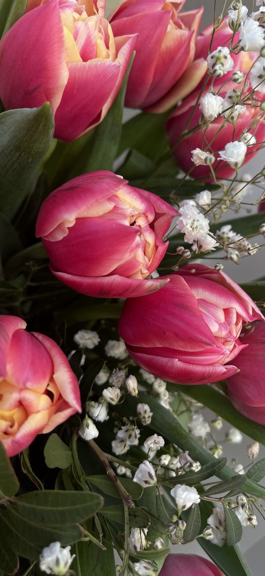 tulips, gypsophila, flowers, bouquet