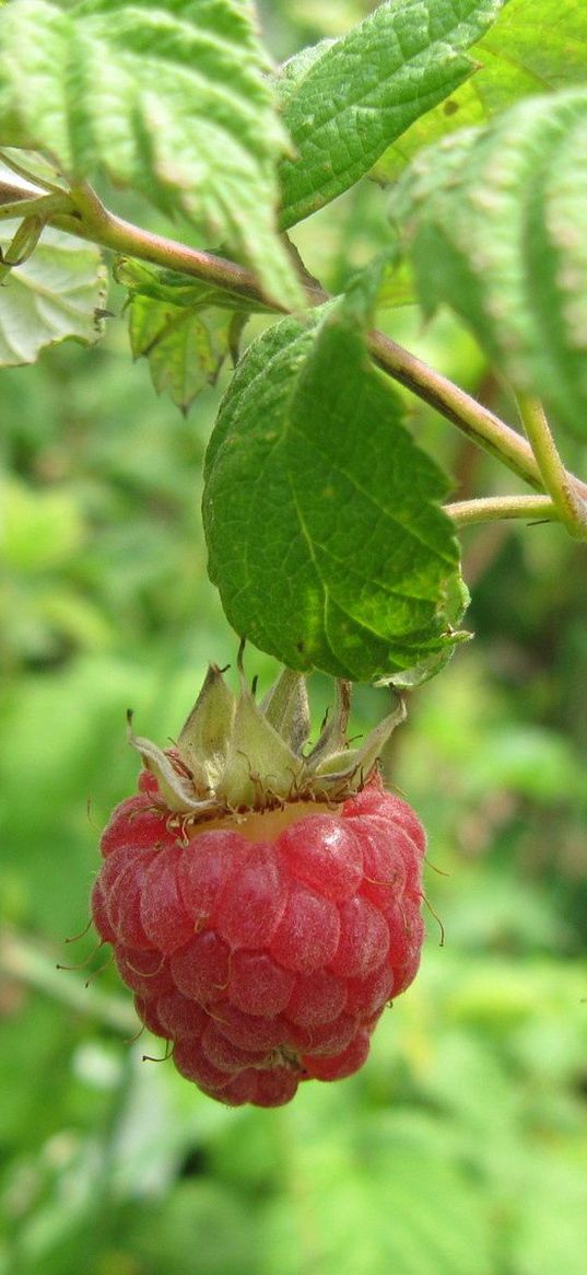 raspberries, branch, leaf, berry