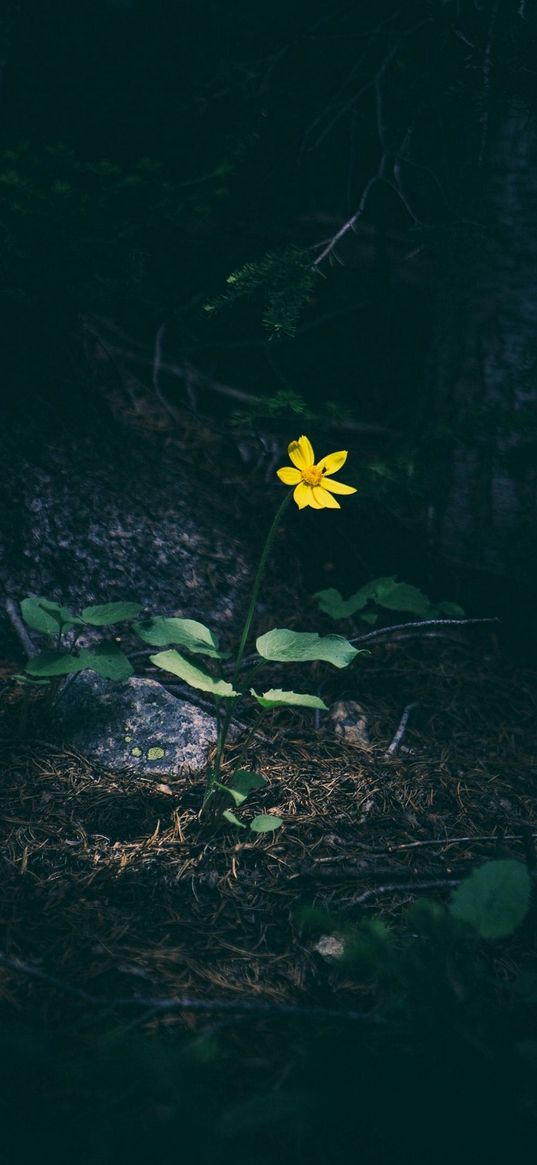 flower, night, fear