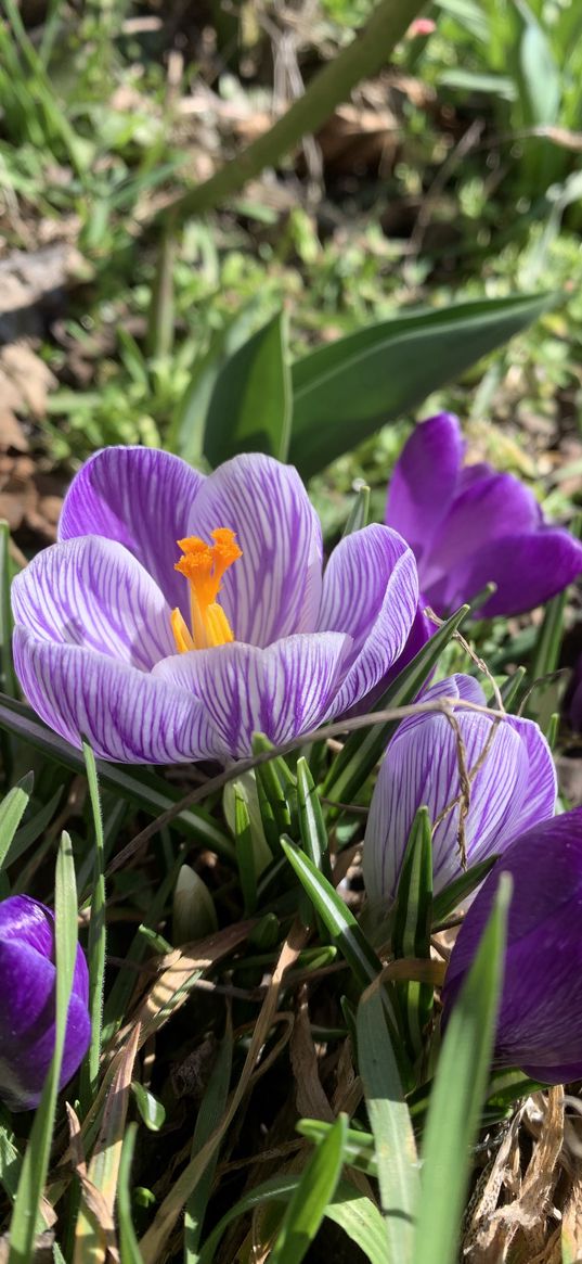 spring, march, flowers, purple