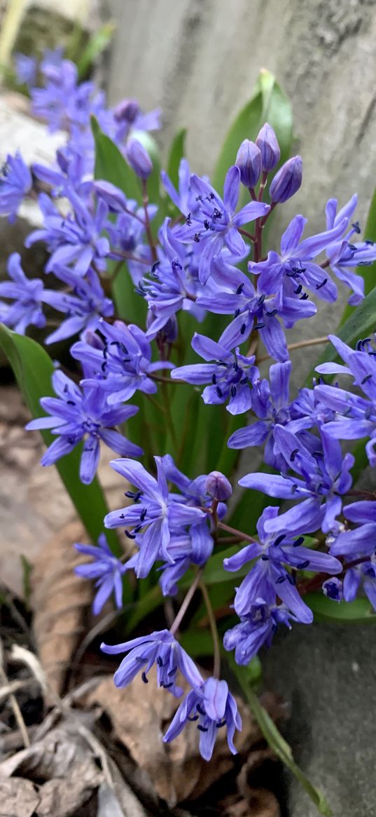 spring, march, flowers, blue