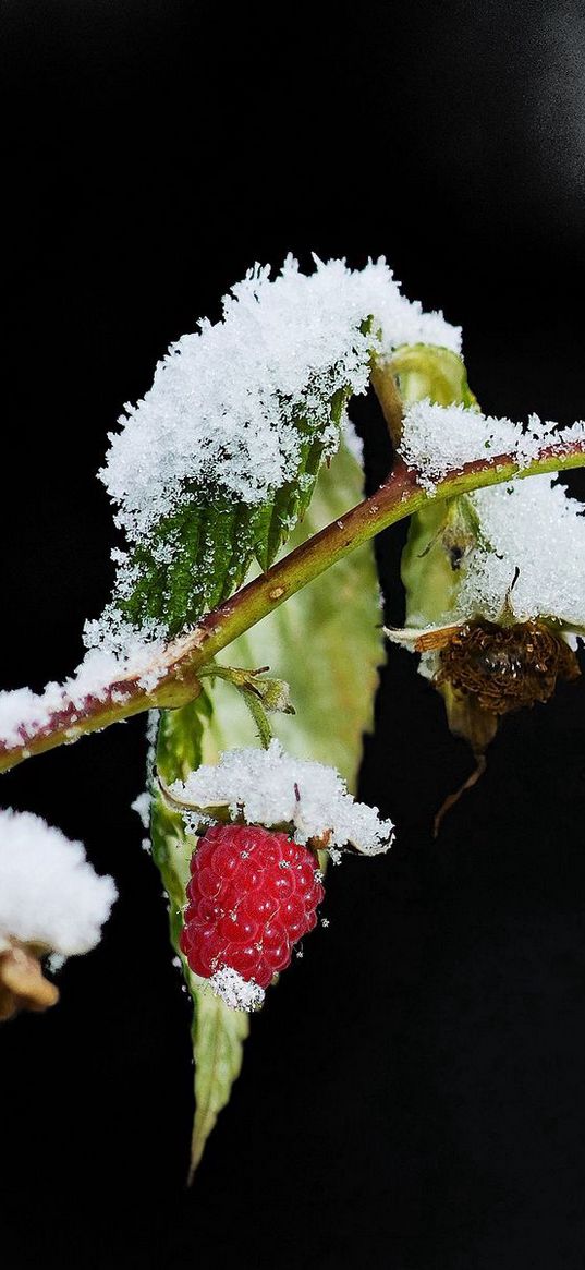 raspberries, branch, winter, snow