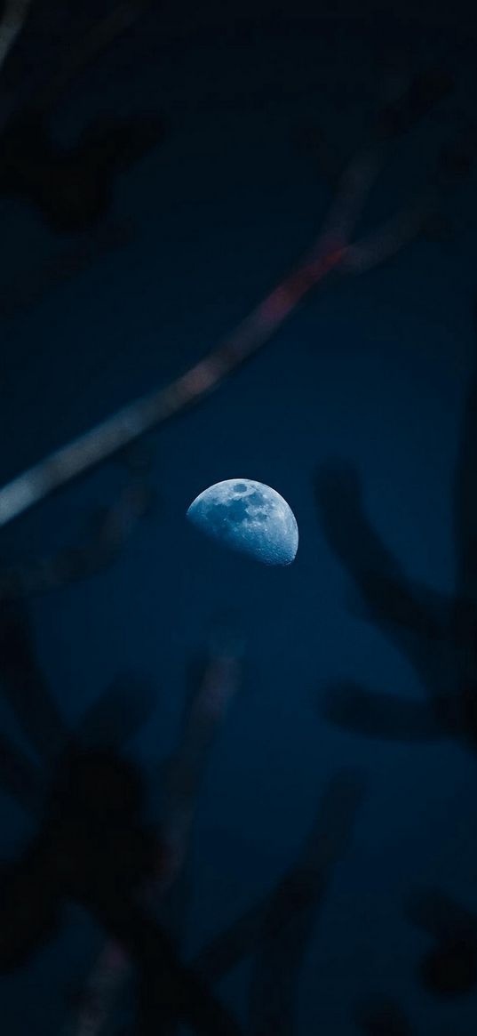 moon, twigs, blue sky, night