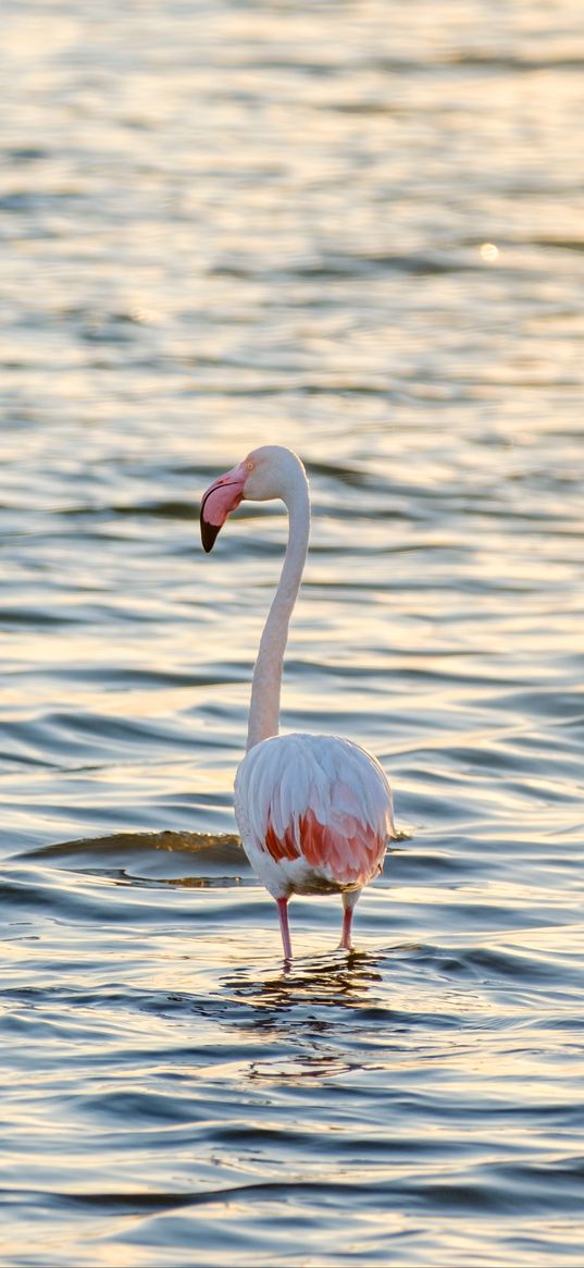 flamingo, bird, sea, ripples