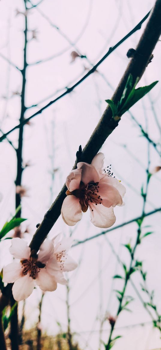 spring, flowers, peach