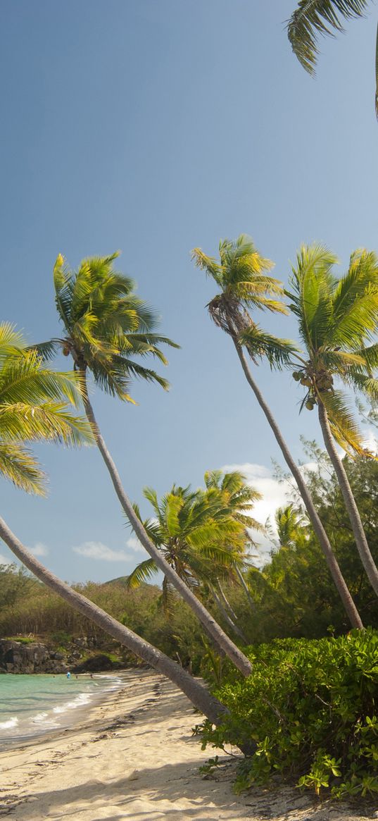 maldives, tropical, beach, palm trees