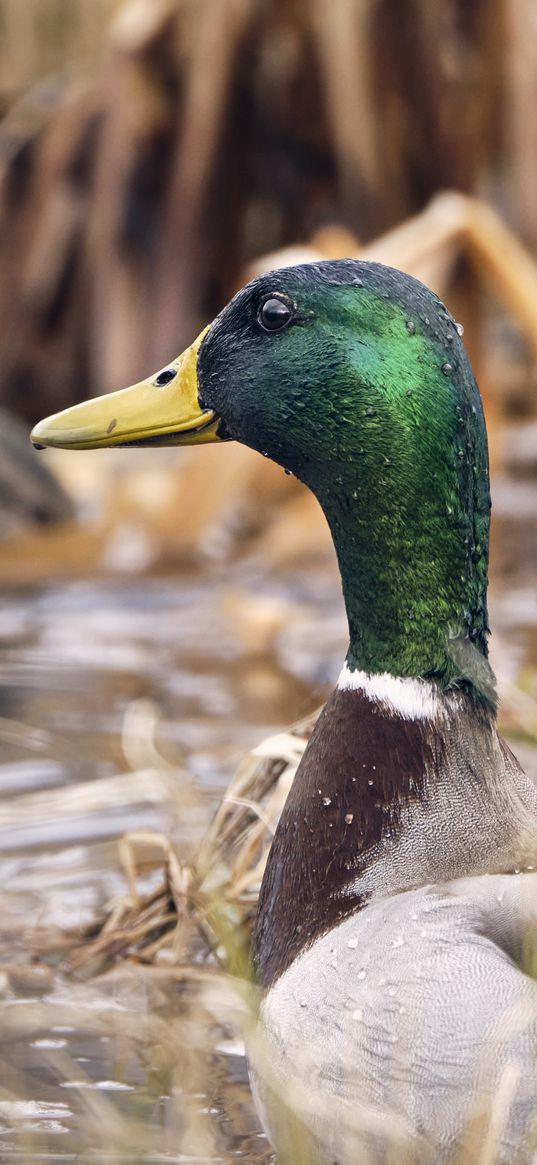 mallard, duck, bird, blur