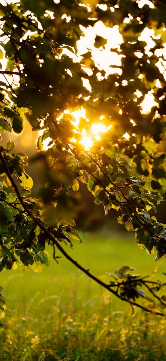 branches, leaves, tree, grass, sunlight