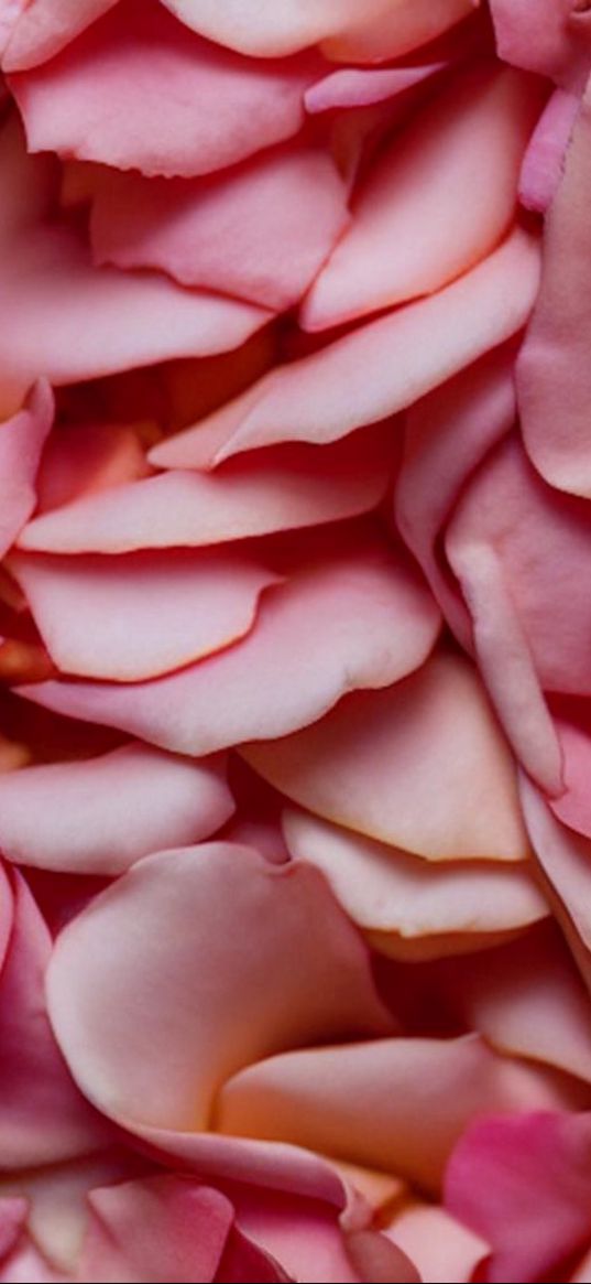 flowers, petals, pink, macro, set