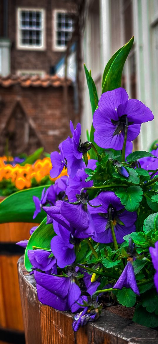 flowers, flowerbed, house, building, bokeh, purple, plants