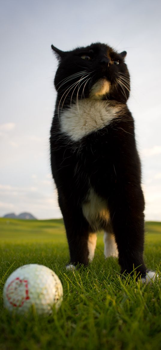 cat, pose, ball, golf, grass, funny