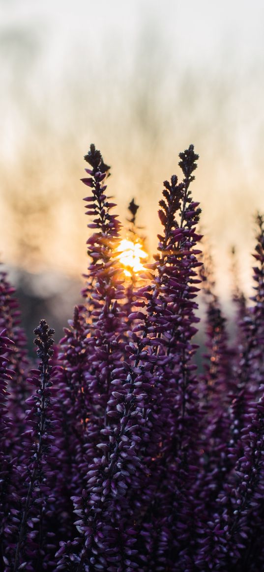 heather, inflorescences, flowers, purple