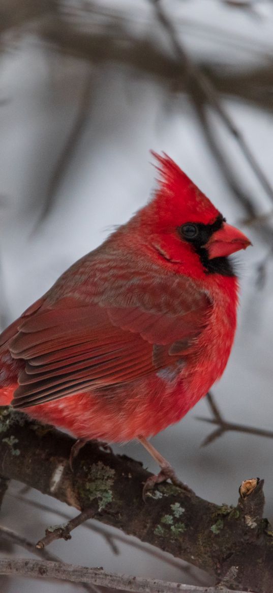 red cardinal, bird, branch, winter, blur