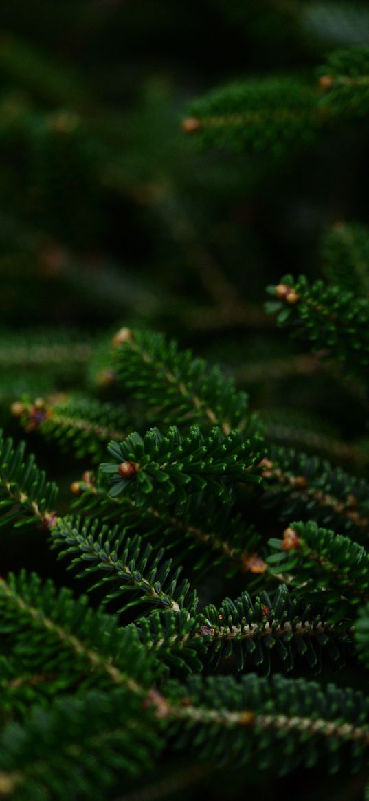 spruce, branches, macro, needles, green