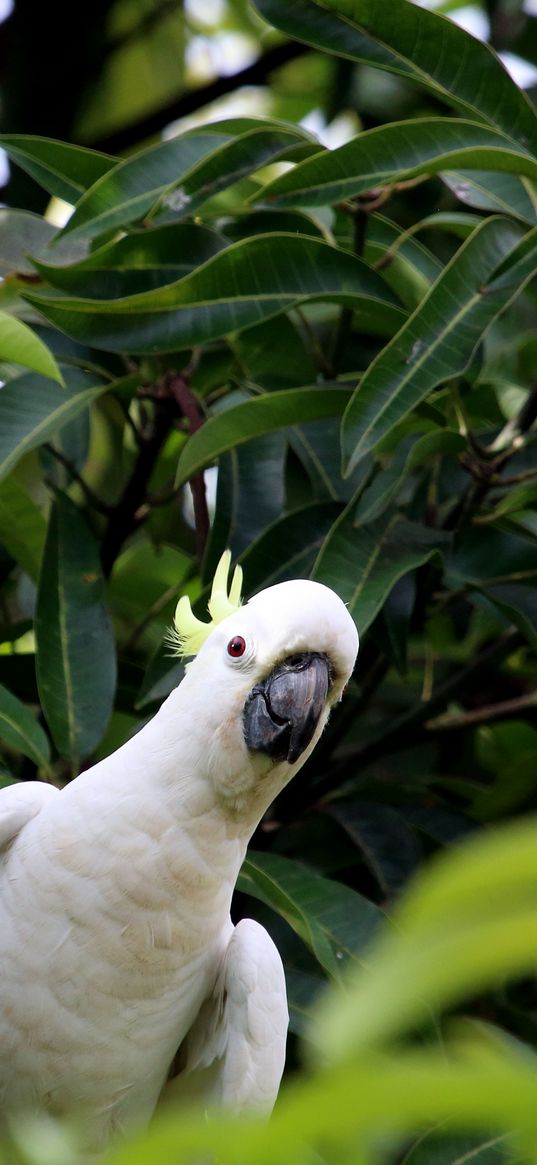 cockatoo, parrot, bird, white, leaves, blur