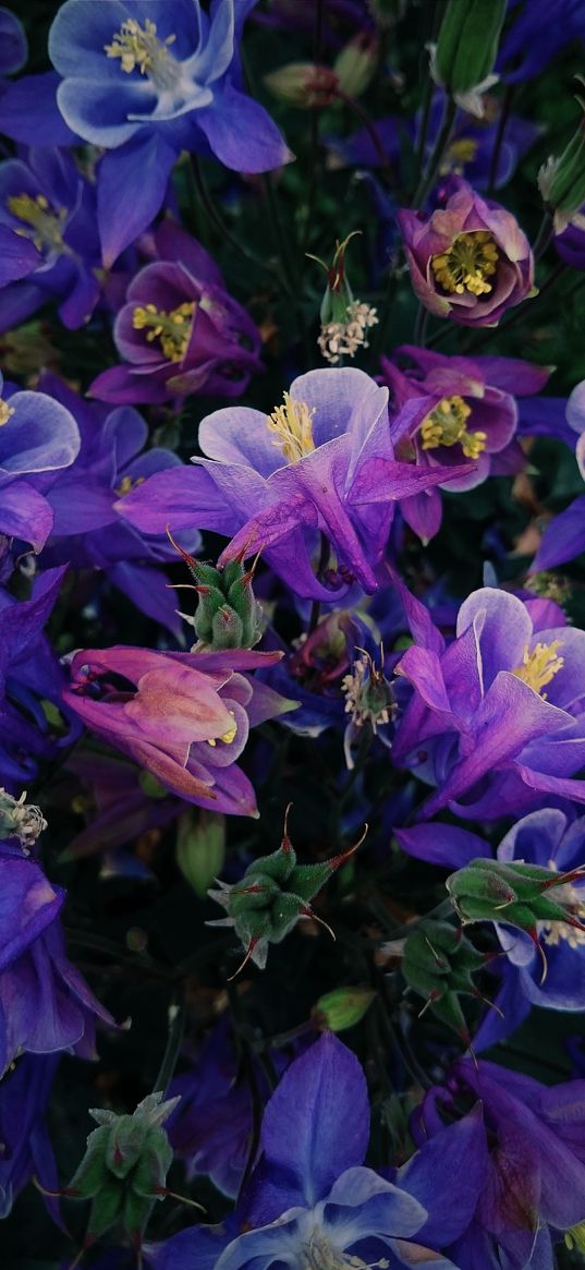 aquilegia, flowers, purple, plants, nature