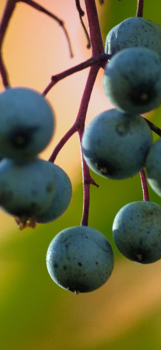 barberry, berries, blur, macro