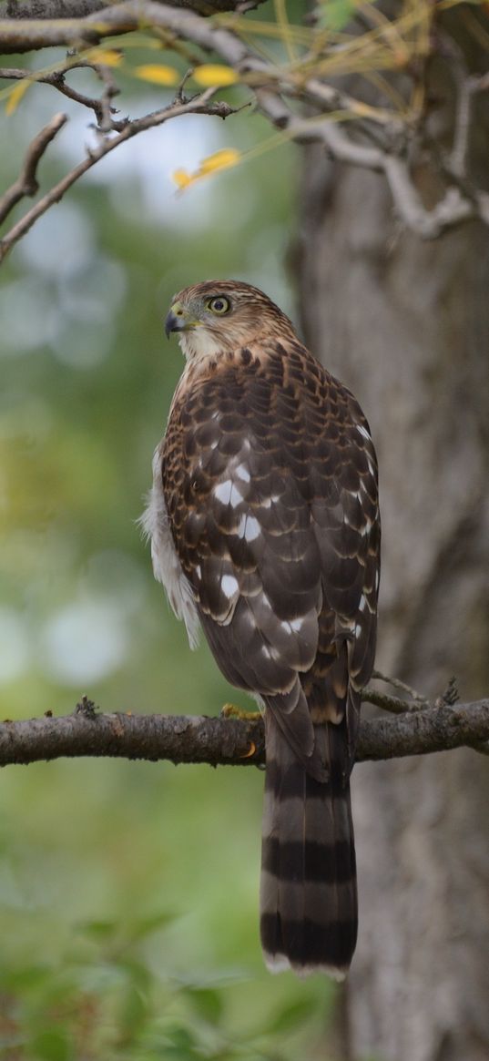 hawk, bird, branch, tree