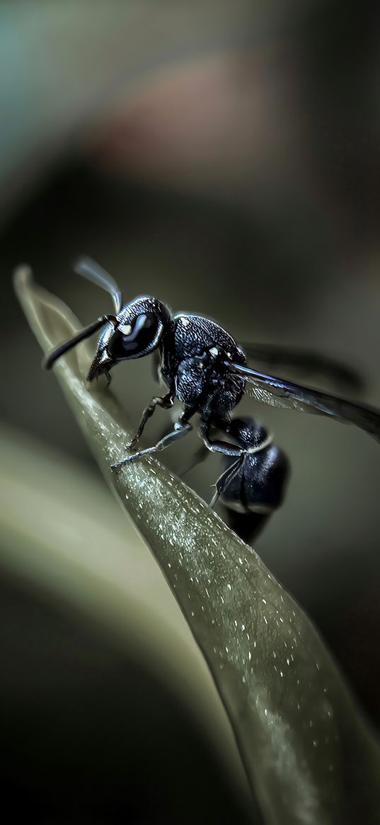 wasp, insect, leaves, grass, nature