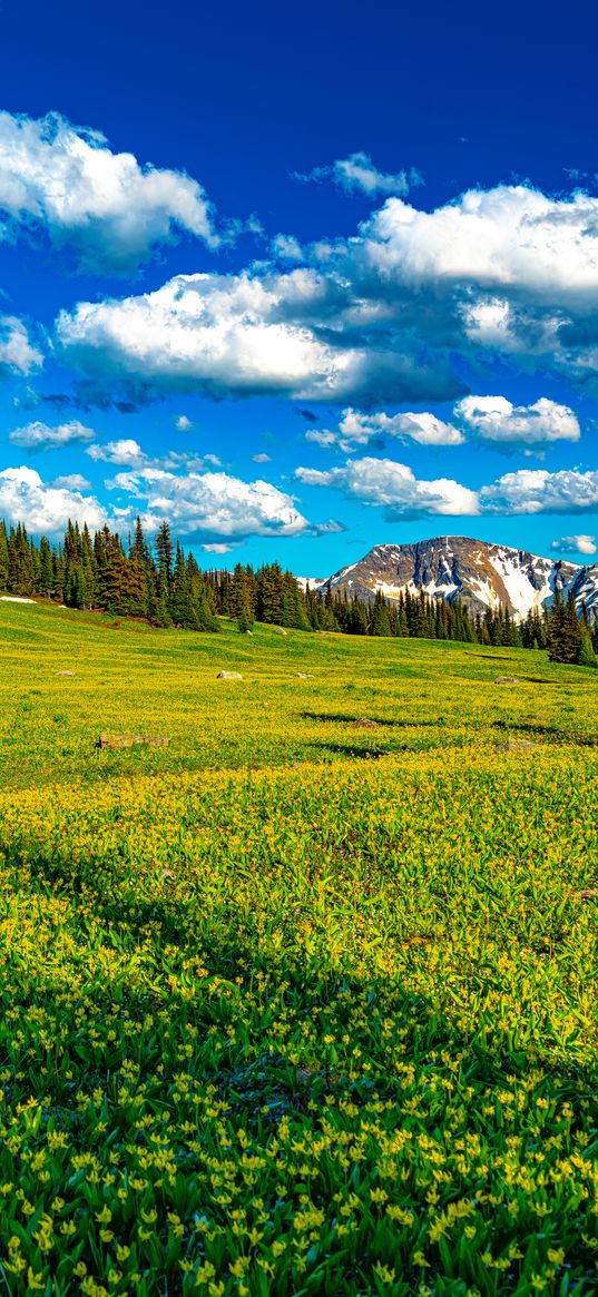 flowers, field, valley, trees, mountains, spring