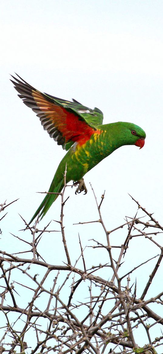 lorikeet, parrot, flight, branches