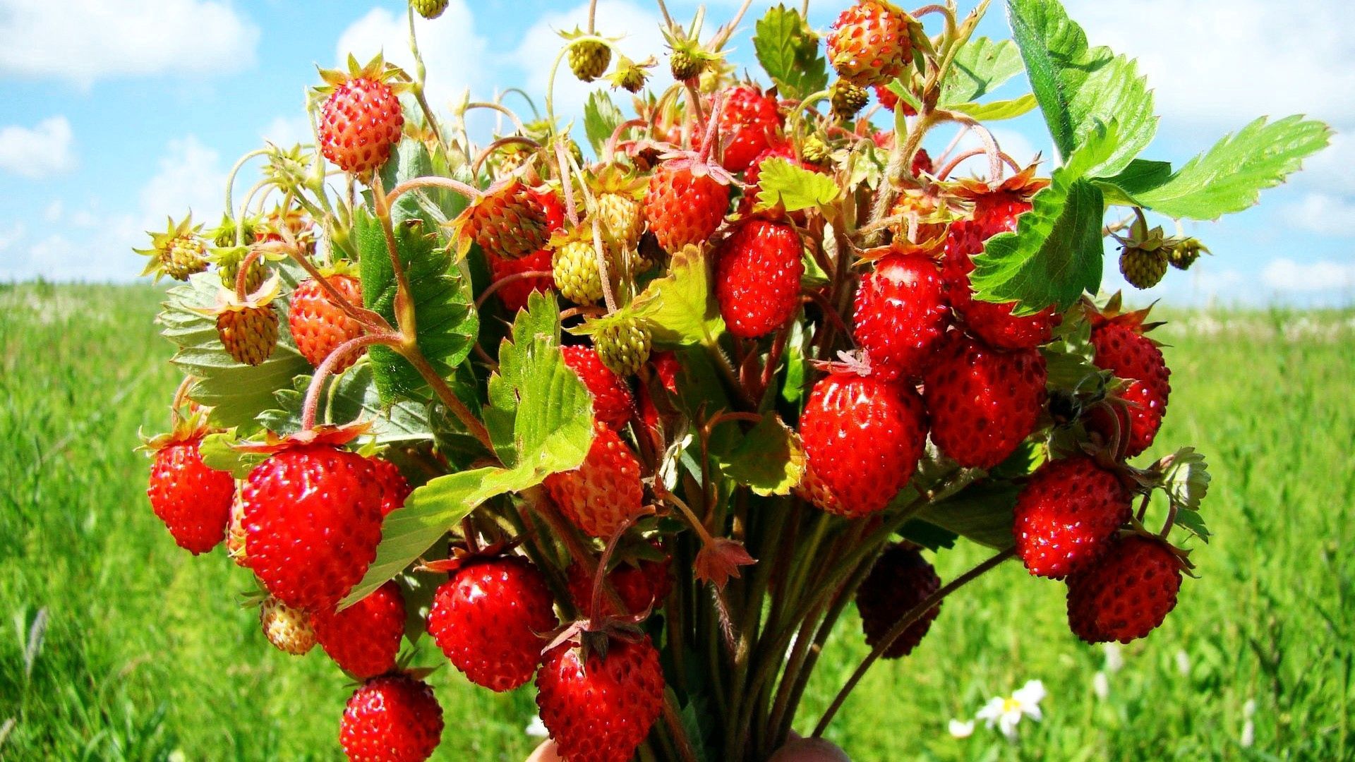 berries, tasty, leaves