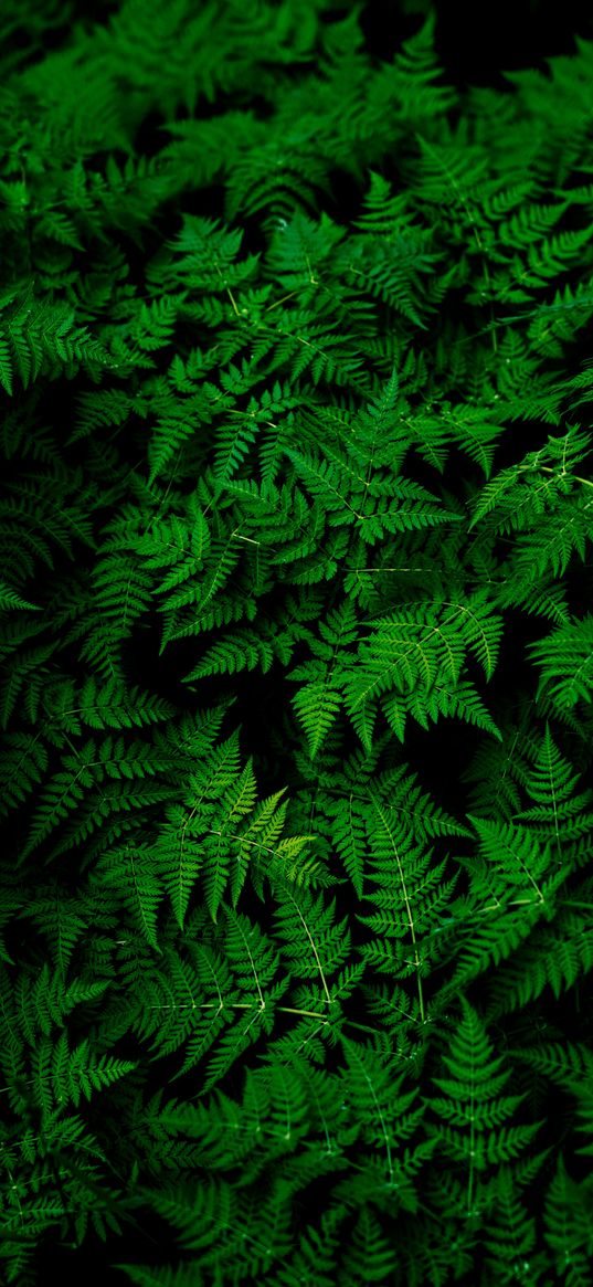 fern, plant, nature, green