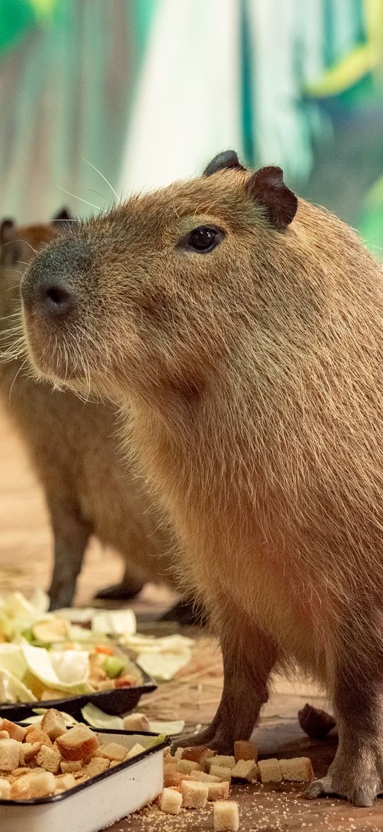 capybara, food, sky, animals