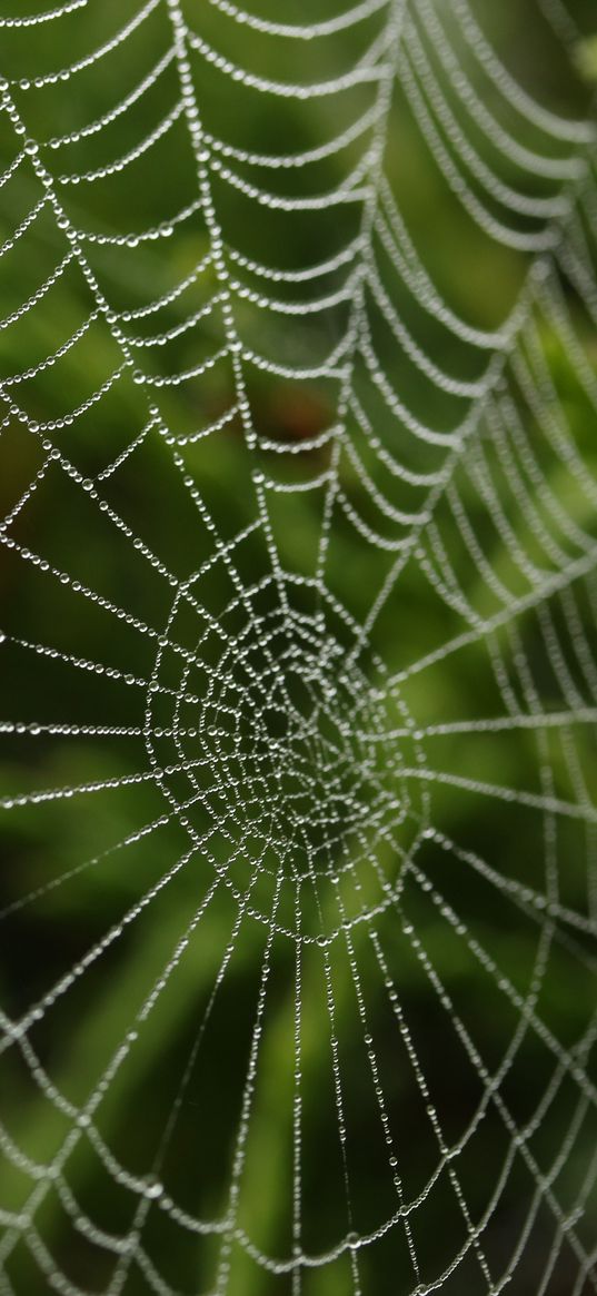 cobweb, drops, macro, blur